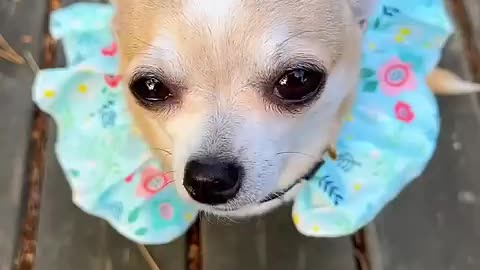 Princesss doggo