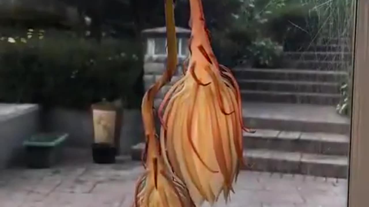 This flower is called Queen of the Night. It blossoms only at night and only one night a year.