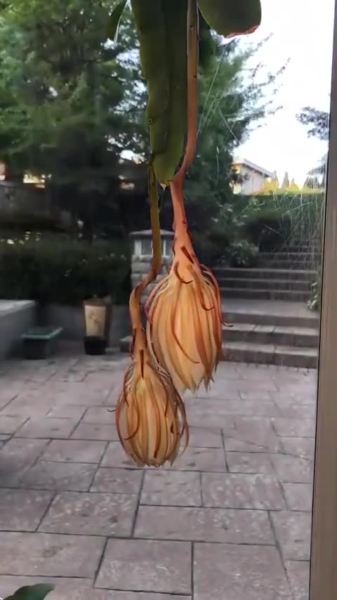 This flower is called Queen of the Night. It blossoms only at night and only one night a year.