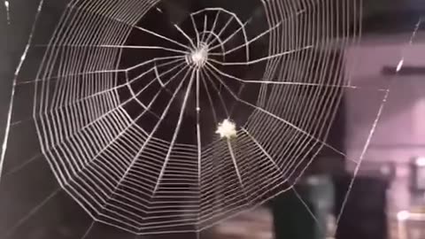 This is the real home builder spider amazing