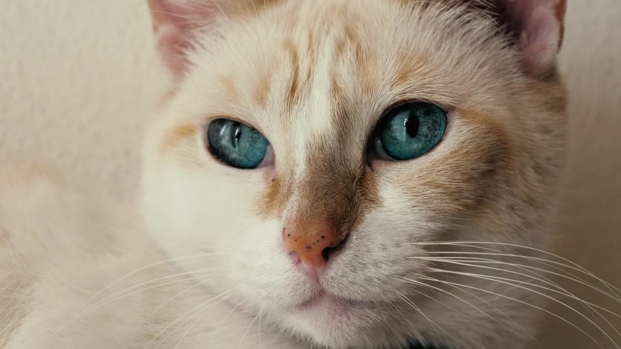 Close-up of a white, blue-eyed cat looking around.