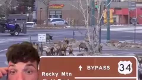 When animals are on the move like this, you better start listening!
			