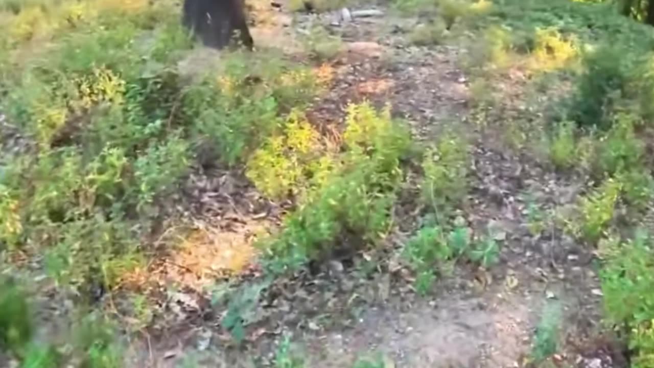 Night Coding Hardcore Lofi Mix