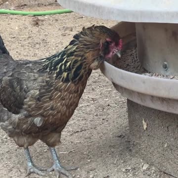 Our 27/7 Buffet for the Girls