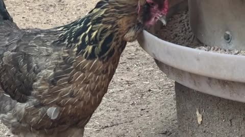 Our 27/7 Buffet for the Girls