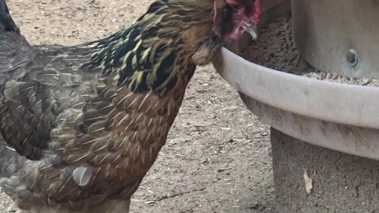 Our 27/7 Buffet for the Girls