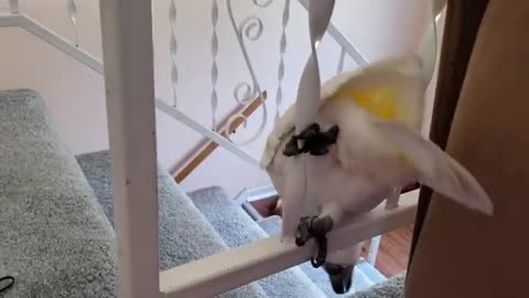 Onni's Very Special Play Date