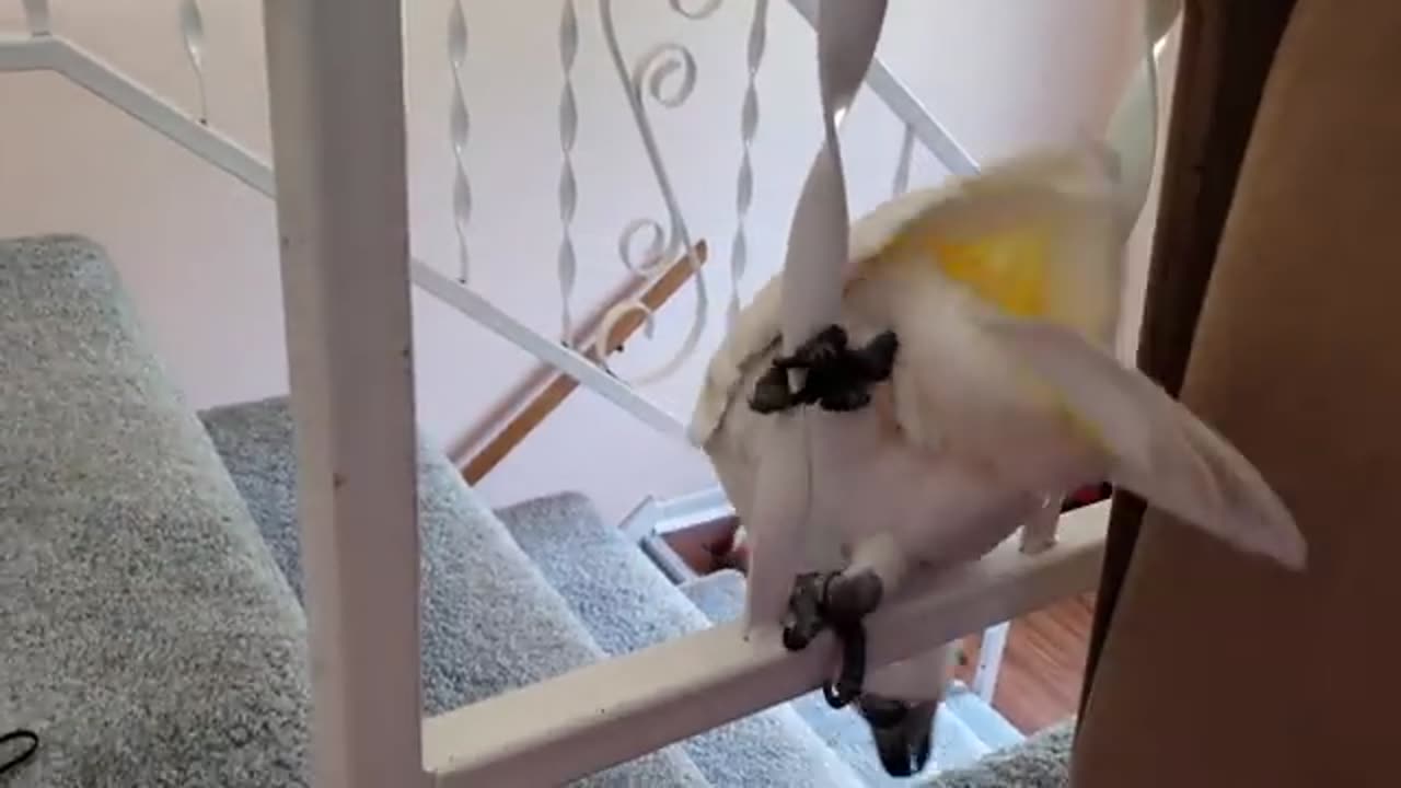 Onni's Very Special Play Date
