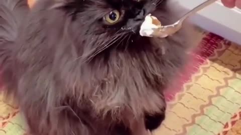 😹 Funny Animals That'll Make Even a Cat Laugh! 🐶🦜