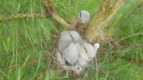 GREAT GREY SHRIKE - butcher bird nest.