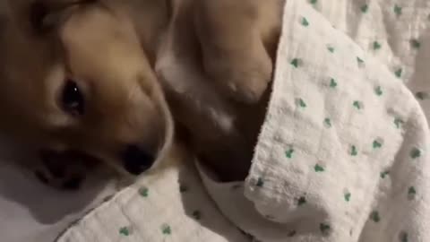 This sausage dog has the cutest😘 bedtime routine