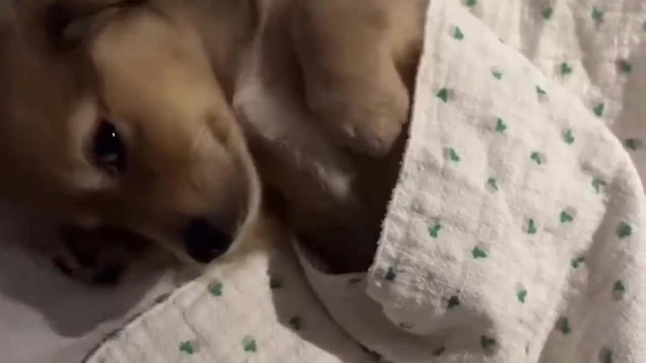 This sausage dog has the cutest😘 bedtime routine