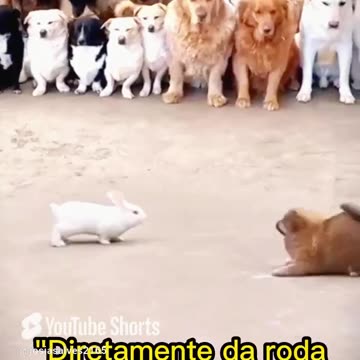 Capoeira Circle to the Rhythm of the Berimbau!