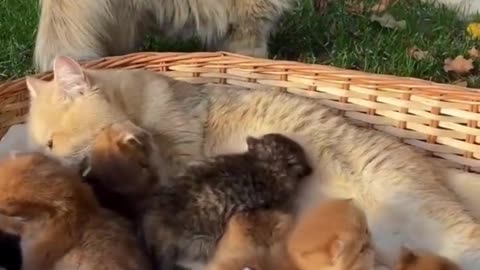 Cutest Animal You Can't Stop Watching! 🐶🐱 Funny Animals Cute Videos