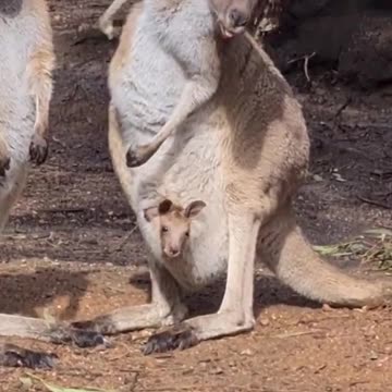 Kangaroo diaries only in Australia 🇦🇺