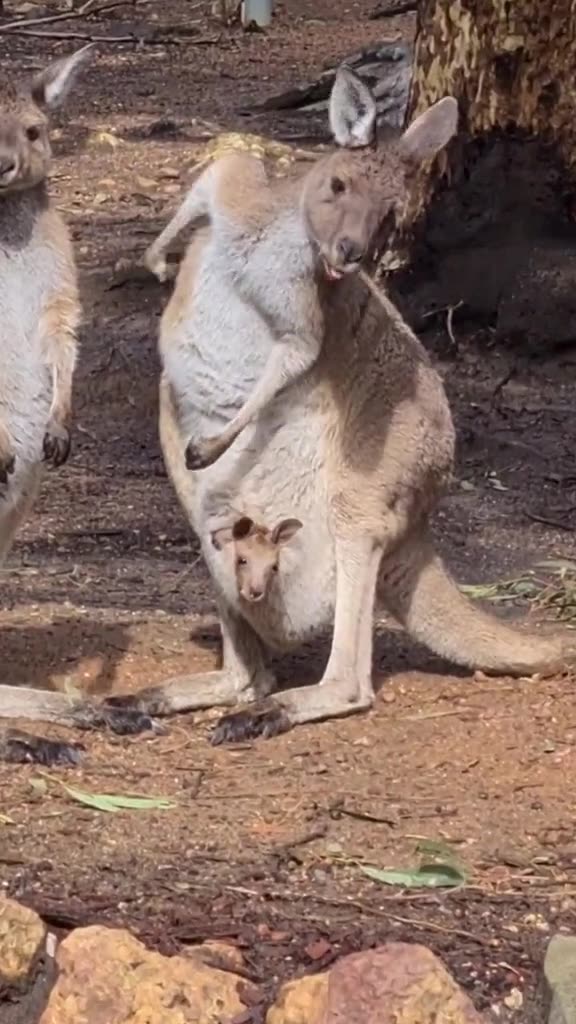 Kangaroo diaries only in Australia 🇦🇺