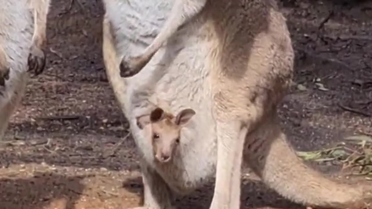 Kangaroo diaries only in Australia 🇦🇺