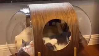 😂🐶 When Doggy Just Can't Respect Personal Space! | FunFM