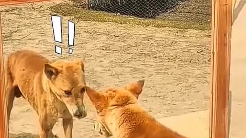 Cute animals