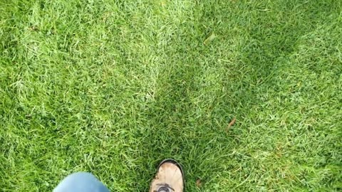 Keeping Lawns Green_ The Evolution of Lawn Sprinkler Systems