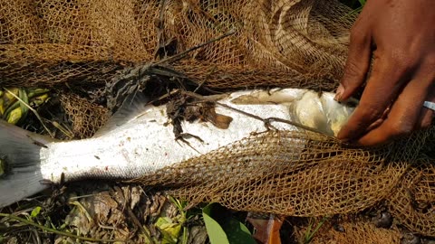 The poor man's hilsa fish is the silver carp fish. These fish look a bit like hilsa fish.