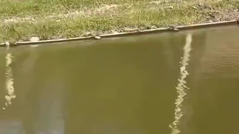 Looking For Dad