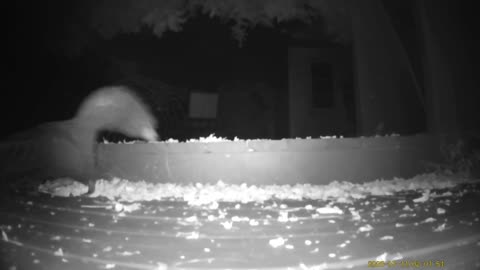 Wildlife Filmed By Haza PR800 Wild Camera, Dearborn, Michigan, July 4 To 11, 2025