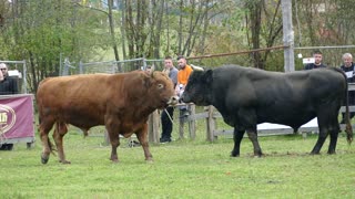 Žuja od Miškovića vs Garo od Radića Bronzani Majdan 2025