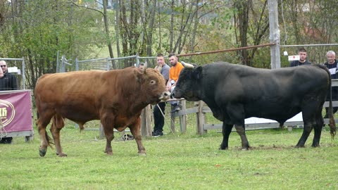 Žuja od Miškovića vs Garo od Radića Bronzani Majdan 2025