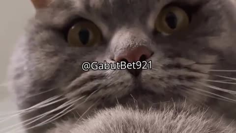 funny cat