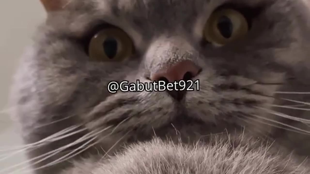 funny cat