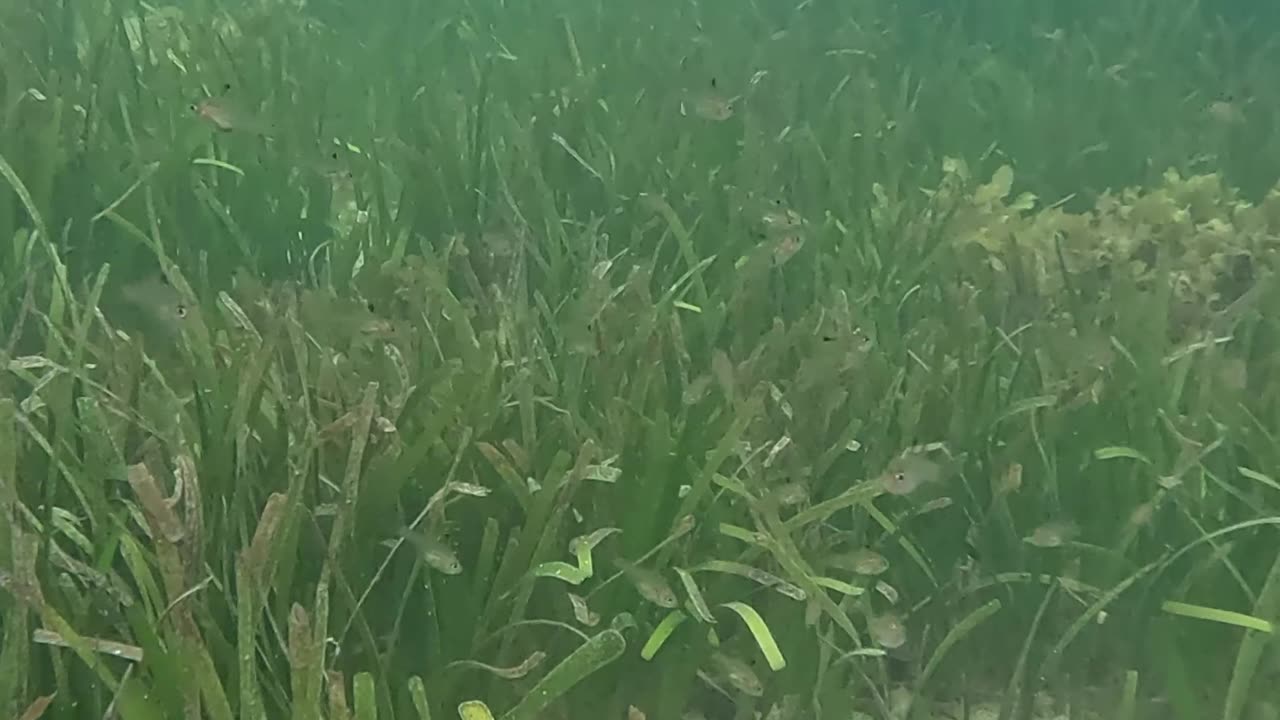 Morning Snorkeling. #mangrove