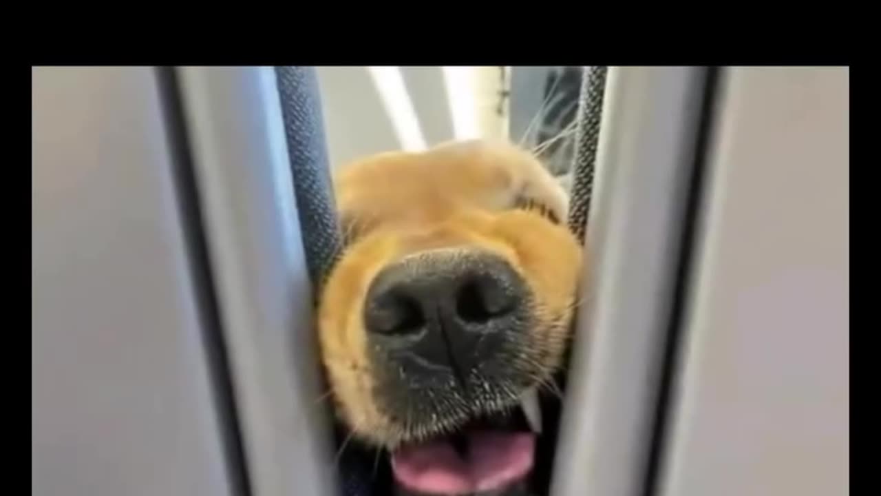 Funny travelling Doggy