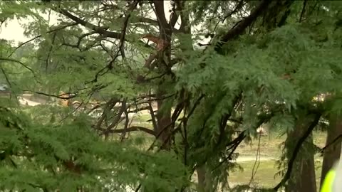 Center Point man helps rescue woman clinging to tree in raging Guadalupe River