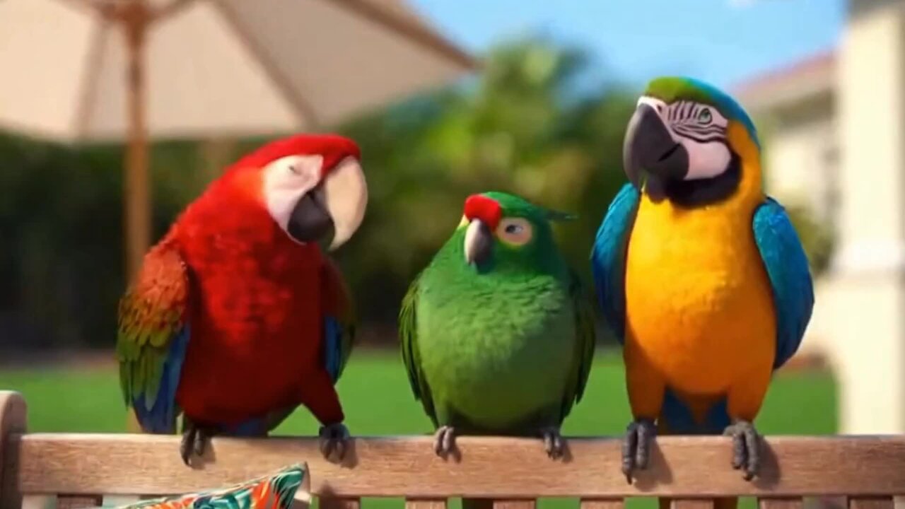 Papageien Diskussion