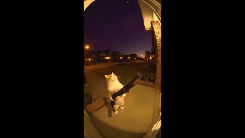 cat make to the gun..