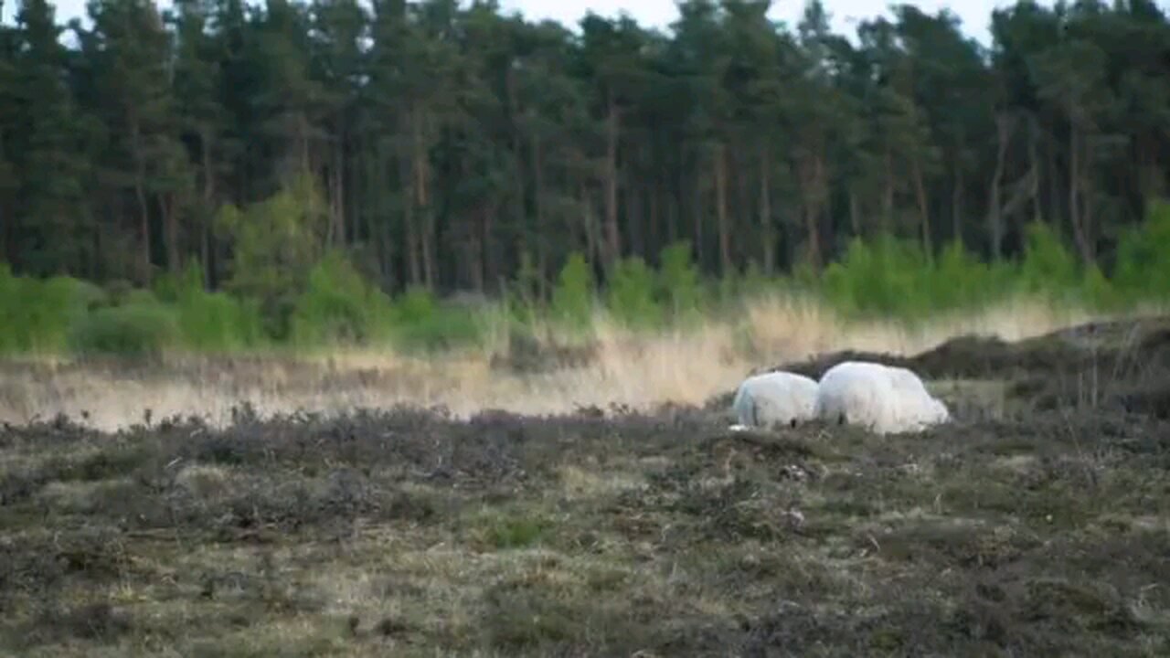 animals