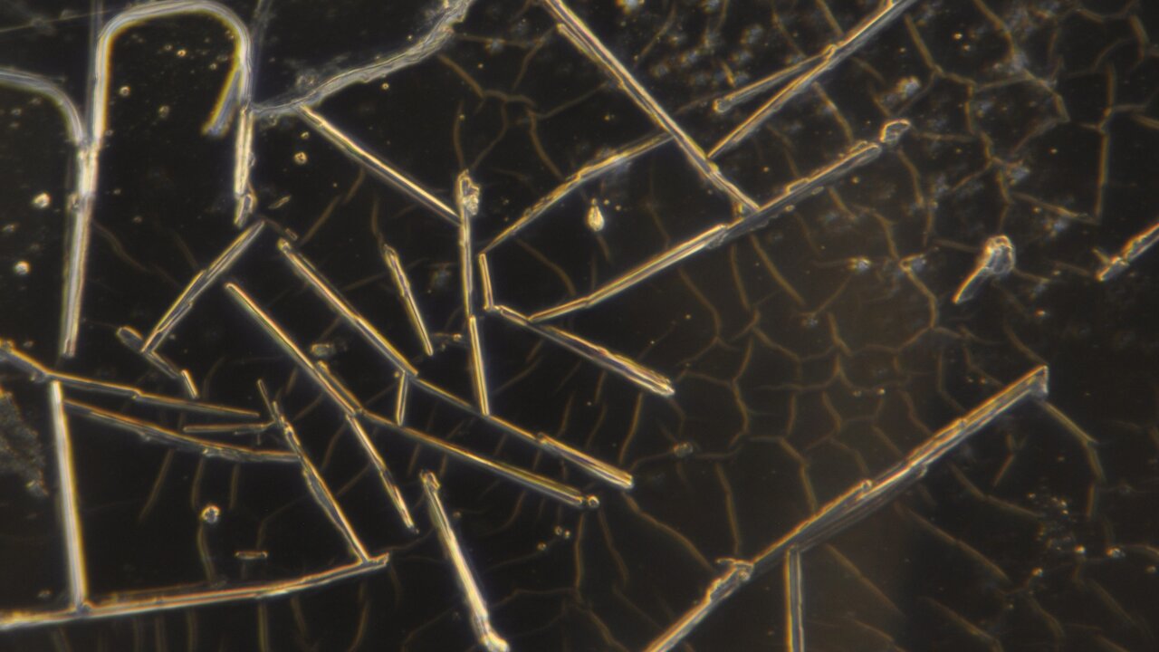 Rapid Fungal Sprouting & Other Observations