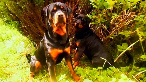 Corruption right to the top.