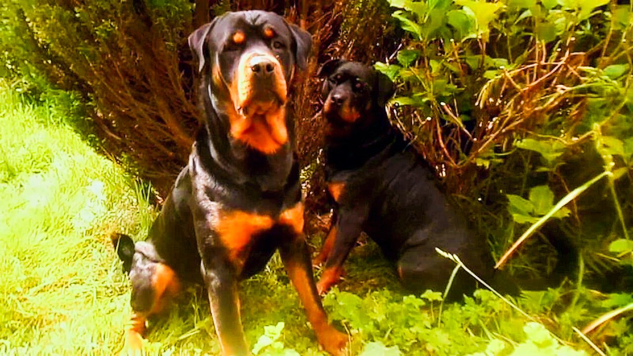 Corruption right to the top.