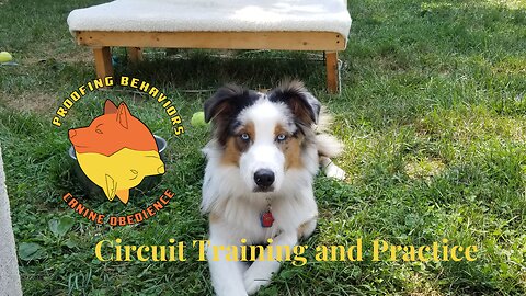 Circuit Training and Practice Ruff Cut