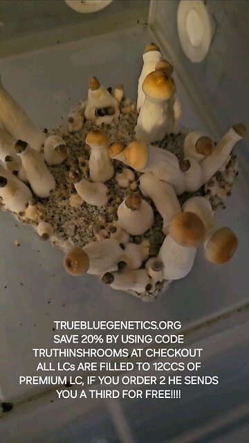Best medical mushrooms