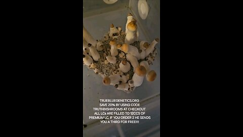 Best medical mushrooms