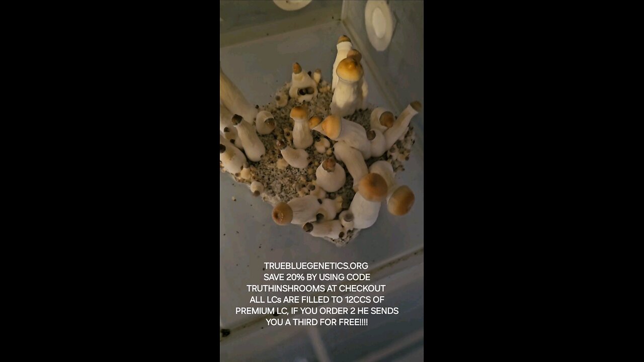 Best medical mushrooms