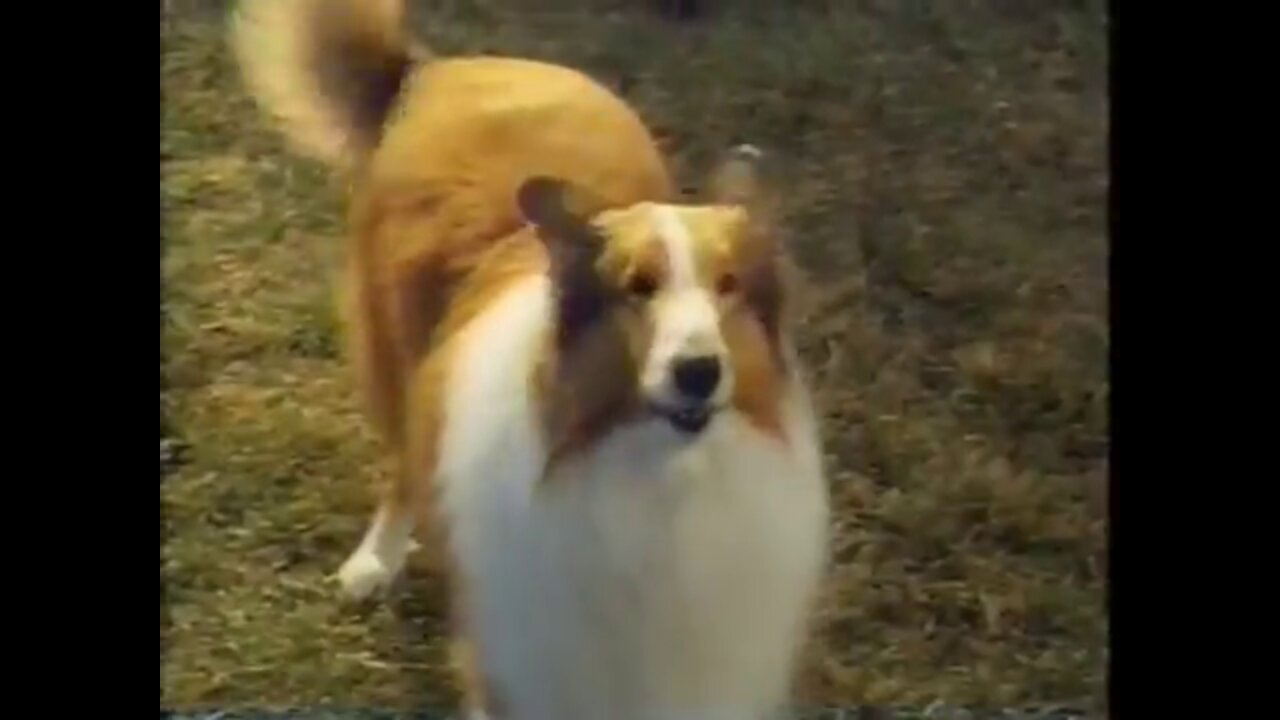 June 17, 1994 - TV Trailer for 'Lassie' Movie