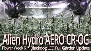 Alien Hydro AERO CR-OG Week 6, Blackdog LED Full Garden Update