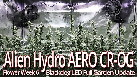 Alien Hydro AERO CR-OG Week 6, Blackdog LED Full Garden Update