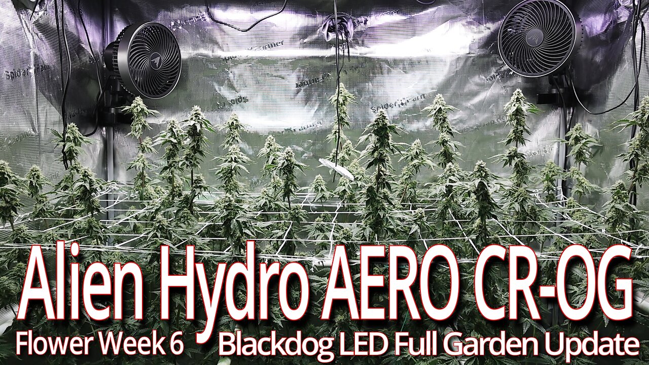 Alien Hydro AERO CR-OG Week 6, Blackdog LED Full Garden Update
