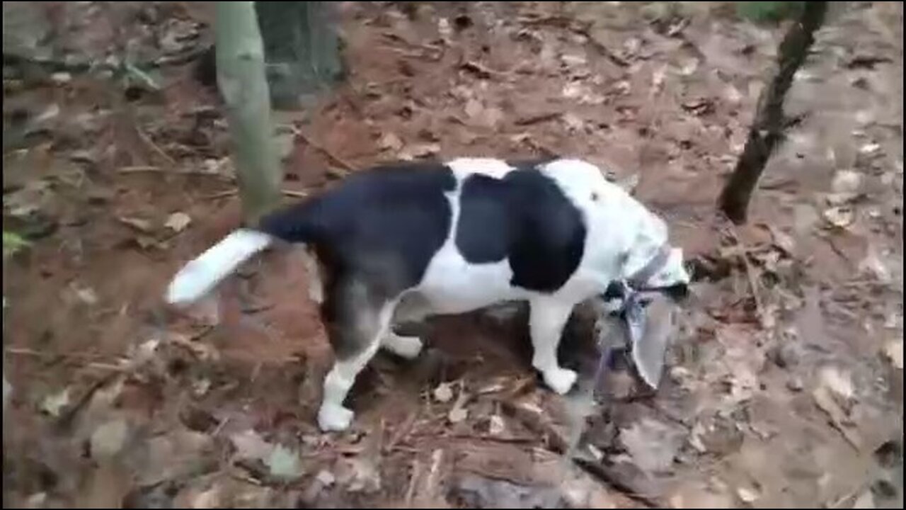 Bandit