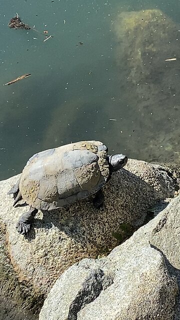 Red-Eared Slider Turtles 🐢 #redearedslider #followme #shorts #viral #trending #turtles #turtle